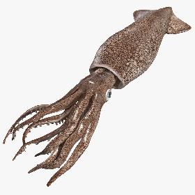 Fresh Squid